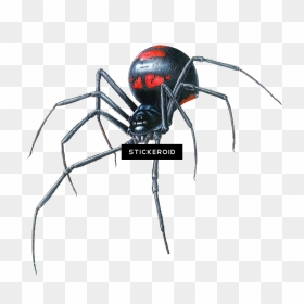 Black Widow Spider , Png Download, Transparent Png - black widow spider png