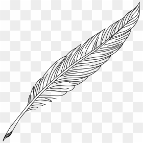 Bird Black And White Feather Line Art Clipart - Transparent Background Quill Pen Clipart, HD Png Download - feather drawing png