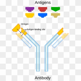 Antibody Antigen, HD Png Download - sombra skull png