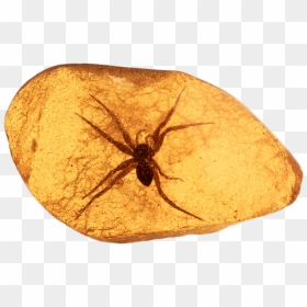 Spider Trapped In Amber - Amber Fossil Png, Transparent Png - black widow spider png