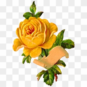 Yellow Rose, Pix - Vintage Yellow Rose Png, Transparent Png - yellow roses png