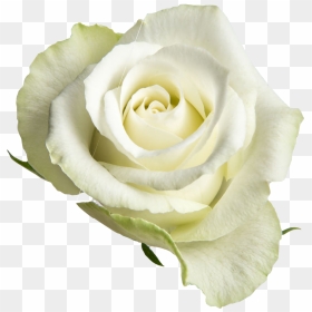 White Open Rose Png, Transparent Png - yellow roses png