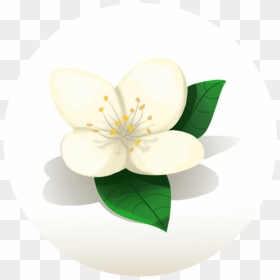 Jasmine, HD Png Download - youtube bell png