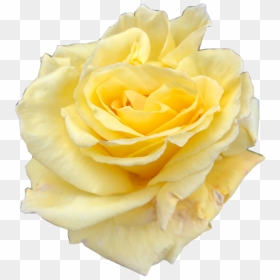 #yellow #rose #yellowrose #freetoedit - Hybrid Tea Rose, HD Png Download - yellow roses png
