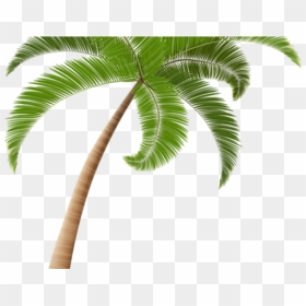Palm Tree Illustration Png, Transparent Png - jungle tree png