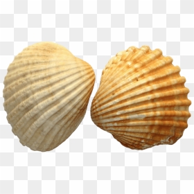 Sea Shell Duo - Sea Shells Transparent, HD Png Download - sea shell png