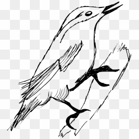 Old World Flycatcher, HD Png Download - feather drawing png