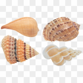 Seashell Png - Transparent Background Seashell Png, Png Download - sea shell png