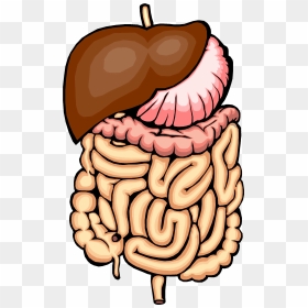 Stomach Clipart Human Intestine - Stomach And Intestines Clipart, HD Png Download - guts png