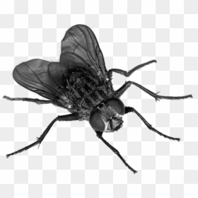 Fly - Fly Insect Png, Transparent Png - flies png
