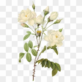 Water Color White Roses - White Transparent Flowers Png, Png Download - watercolor rose png