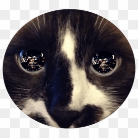 Free Png Download Reflection In Cat"s Eye Png Images - Reflective Eyes, Transparent Png - cat eye png