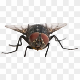 Fly Png Clipart - Does A Fly Look Like, Transparent Png - flies png