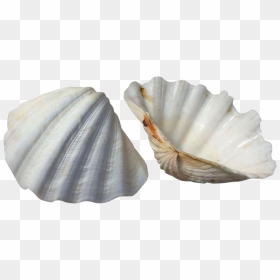 White Scallop Cockle Shells Transparent Background, HD Png Download - sea shell png