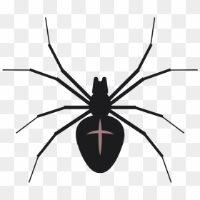 5 - Black Widow, HD Png Download - black widow spider png