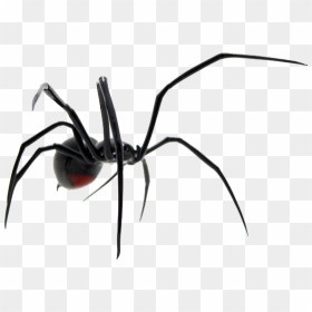 Spider Png Transparent Images - Black Widow Spider Png, Png Download - black widow spider png