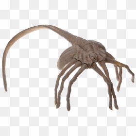 Face Hugger From Aliens - Facehugger Png Transparent Facehugger, Png ...