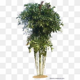 Willow, HD Png Download - tropical plant png
