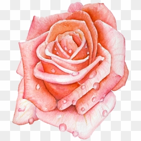 Ashleychase Watercolor Rose - Garden Roses, HD Png Download - watercolor rose png