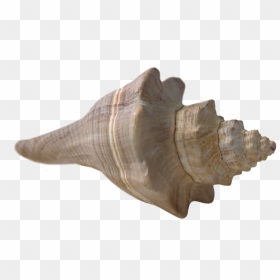 Sea Shell Png - Beach Pngs With Transparent Backgrounds, Png Download - sea shell png