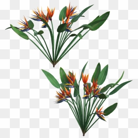 Plants, HD Png Download - tropical plant png