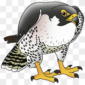 Download Peregrine Falcon Png Free Download, Transparent Png - falcons png
