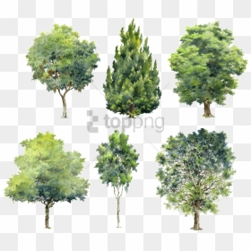 Transparent Watercolor Tree Png - Painted Tree Brush Photoshop, Png Download - watercolor tree png