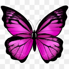 Butterfly Wings Png, Transparent Png - butterfly wings png