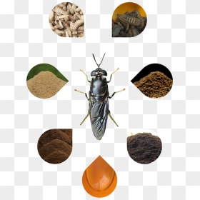 Transparent Flies Png - Black Soldier Fly Products, Png Download - flies png