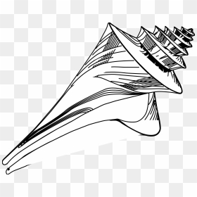 Png Sea Black And White Transparent Sea Black And White - Conch Shell In Black And White Drawing, Png Download - sea shell png