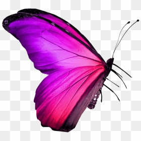 Real Pink Butterfly Png Image - Nepal Flag In Butterfly, Transparent Png - pink butterfly png