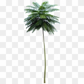 Tropical Plant Pictures - Schizolobium Parahyba Png, Transparent Png - tropical plant png