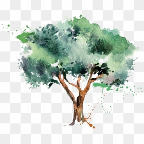 Olive Oil Tree - Olive Tree Illustration, HD Png Download - watercolor tree png