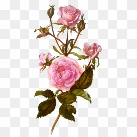 Roses Png Tumblr , Png Download - Roses Png, Transparent Png - roses.png