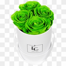 Garden Roses, HD Png Download - green glow png
