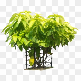Tropical Plants Png Images - Pisonia Alba Plant Png, Transparent Png - tropical plant png