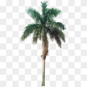 Tropical Plant Pictures - Transparent Background Tropical Tree Png, Png Download - tropical plant png