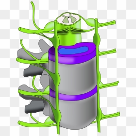 Ch13 Vertebral Column, HD Png Download - column png