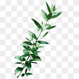 Leaf Digital Image Art Clip Art - Clip Art Eucalyptus Leaves, HD Png Download - eucalyptus png