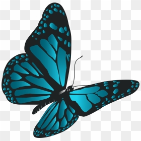 Blue Butterflies Png, Transparent Png - butterfly.png