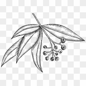 Clip Collection Of High Quality Free Cliparts, HD Png Download - eucalyptus png