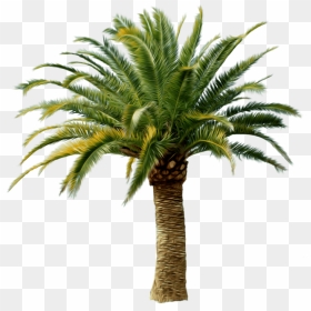 Palm Tree Png - Small Palm Tree Png, Transparent Png - palm fronds png