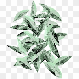 Transparent Eucalyptus Leaves Png - Russian Olive, Png Download - eucalyptus png