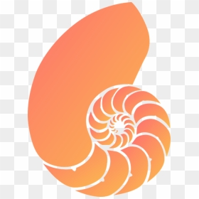 Thumb Image - Nautilus Shell Art, HD Png Download - sea shell png