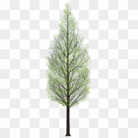 Pine Tree Png Architecture, Transparent Png - watercolor tree png