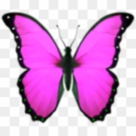 Pink Butterfly Png, Transparent Png - pink butterfly png