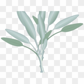 Eucalyptus Clipart Sage Leaves - Eucalyptus Clipart Png, Transparent Png - eucalyptus png