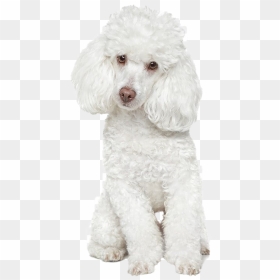 White Poodle Png Free Download - Avisos De Peluqueria Canina, Transparent Png - poodle png