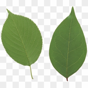 Green Leaf Png - Apple Tree Leaves Png, Transparent Png - laurel leaves png