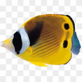 Coral Reef Fish Png , Png Download - Coral Reef Fish Png, Transparent Png - coral reef png